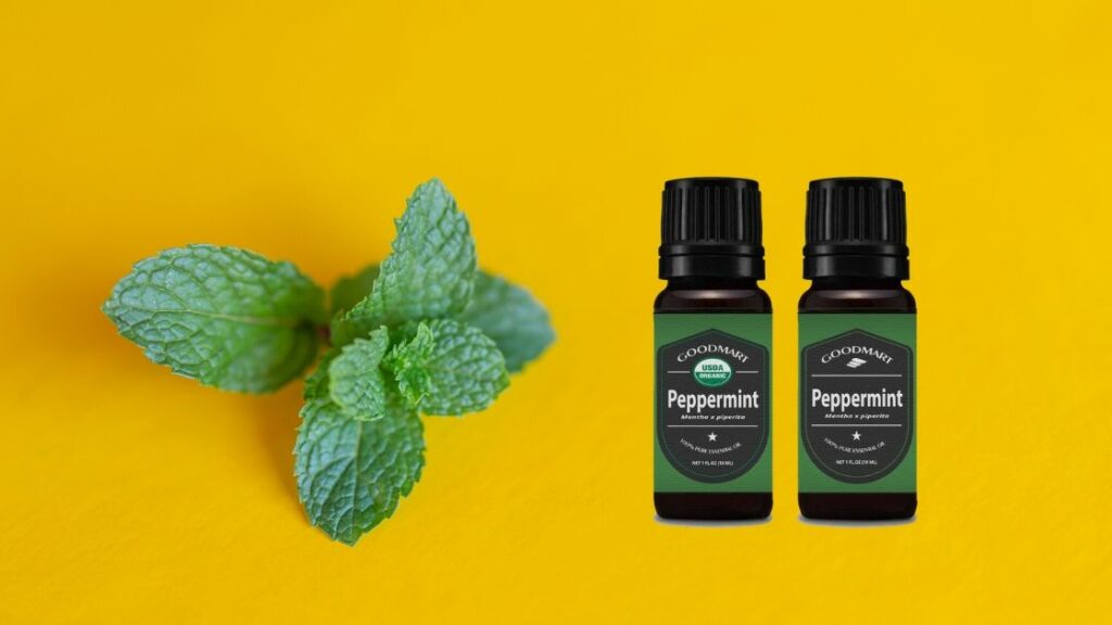 4 Useful Applications of Peppermint Essential Oils - Goodmart