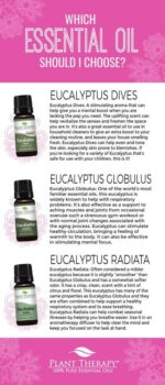 Plant Therapy Eucalyptus Dives Essential Oil